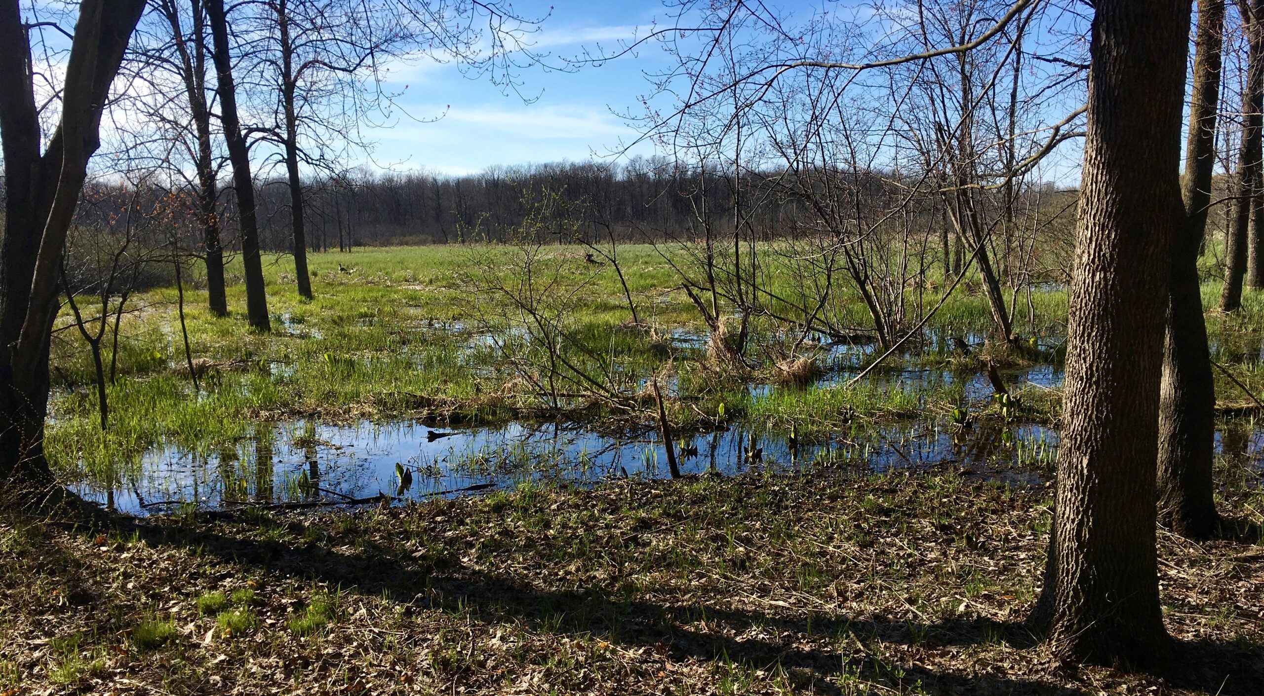An image of grassy marsh, surrounded by bare trees.