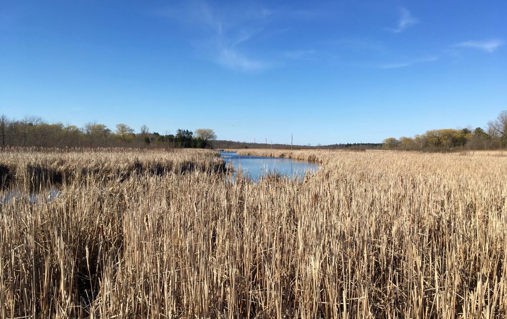 View of the marshes at Kohler-Andrae State Park.