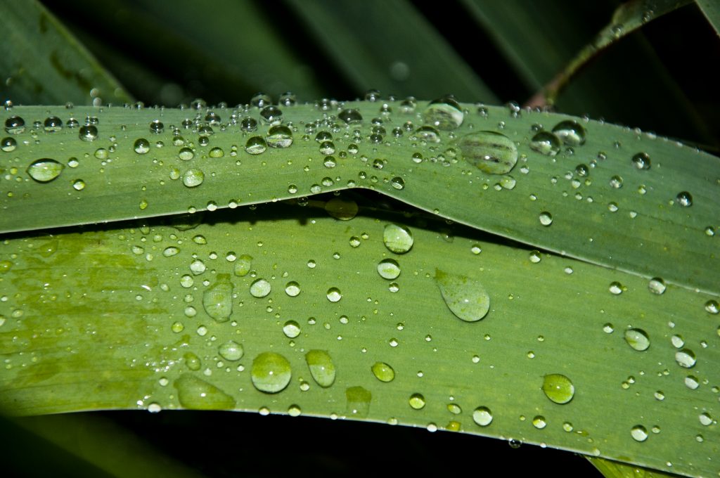 This image shows raindrops on top of green leaves.