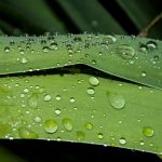 This image shows raindrops on top of green leaves.