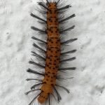 An orange caterpillar with small black spots and large hairy sprigs sprouting from it's body at differen points.