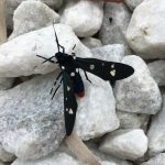 A black butterfly with thin wings. The creature is spotted with white flecks and has a large red spot at the end of it's body.
