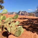 Photo taken near Sedona, Arizona, showing a green prickly pear cactus in the foreground, red soil and rock, a shrub in dark shadow, and mountain peaks and blue sky in the background.