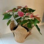 This poinsettia with pink and fuchsia blooms and green leaves sits against a white wall and white counter-top.