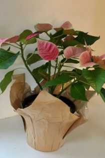 This poinsettia with pink and fuchsia blooms and green leaves sits against a white wall and white counter-top.