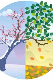 This image from the Inside Higher Ed article (credit: Istockphoto.com/malchev) represents seasonal change. A single nature scene (life of a tree) is divided into quadrants: moving clockwise from the lower-left through a snowy landscape to pink blossoms to green leaves to fallen autumn leaves.
