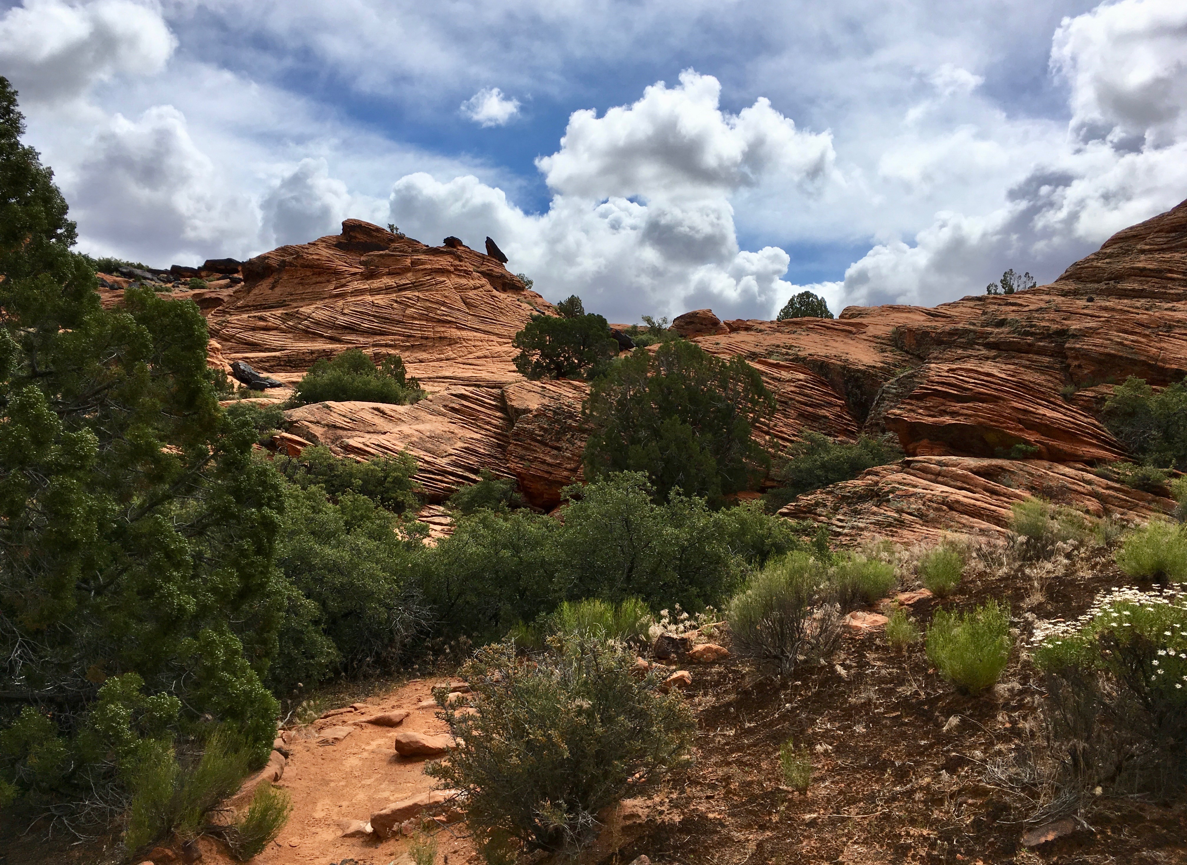 This image from Zion National Park in Utah (southwestern United States) shows a trail leading toward striated sandstone boulders. Green trees, blue sky, and puffy white clouds from the photo.