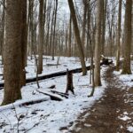 A brown, muddy trail winds through a white, snowy forest scene.