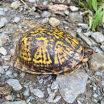 This image shows a woodland box turtle with a yellow and black patterned shell peeking its head out, with its eye just visible. It’s on gray gravel terrain, keeping an eye on me as I snap this photograph.