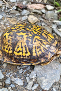This image shows a woodland box turtle with a yellow and black patterned shell peeking its head out, with its eye just visible. It’s on gray gravel terrain, keeping an eye on me as I snap this photograph.