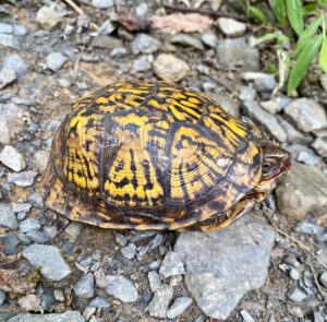 This image shows a woodland box turtle with a yellow and black patterned shell peeking its head out, with its eye just visible. It’s on gray gravel terrain, keeping an eye on me as I snap this photograph.