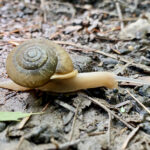 Image shows a yellow snail with antennae and body extended. The snail’s shell is as large as its body and shows a spiral pattern. The snail is on top of brown dirt, rocks, and sticks. Photo taken when hiking.