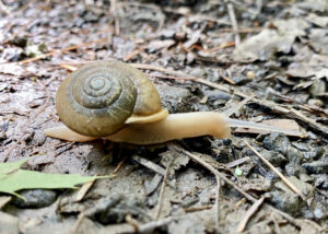 Image shows a yellow snail with antennae and body extended. The snail’s shell is as large as its body and shows a spiral pattern. The snail is on top of brown dirt, rocks, and sticks. Photo taken when hiking.