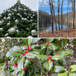 Image shows three photos from this year’s holiday season. From left to right: a decorated evergreen tree with reflective gray balls; a forest scene of tall thin trees opening to blue lake and sky; and holly leaves and berries—green and red—symbolic of the season.
