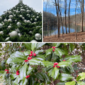 Image shows three photos from this year’s holiday season. From left to right: a decorated evergreen tree with reflective gray balls; a forest scene of tall thin trees opening to blue lake and sky; and holly leaves and berries—green and red—symbolic of the season.