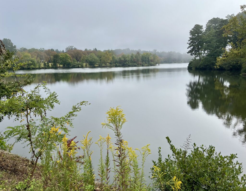 A grey view of a lake with greenery surrounding it. Trees and plants are mirrored in the water's reflection. The lake pictured is Beaver Lake in Asheville, North Carolina.
