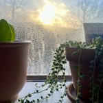 A depiction of care during winter: while ice forms on the inside of windows, the sun also rises. Two plants and a card that reads "cheers" are positioned on the windowsill, a buffer from the ice.