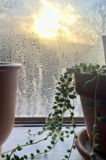 A depiction of care during winter: while ice forms on the inside of windows, the sun also rises. Two plants and a card that reads "cheers" are positioned on the windowsill, a buffer from the ice.