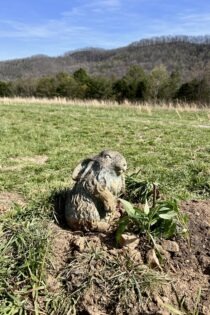 A photo of a metal rabbit at Narrow Ridge. The rabbit is in a small hole that has been dug into the grass and dirt there.