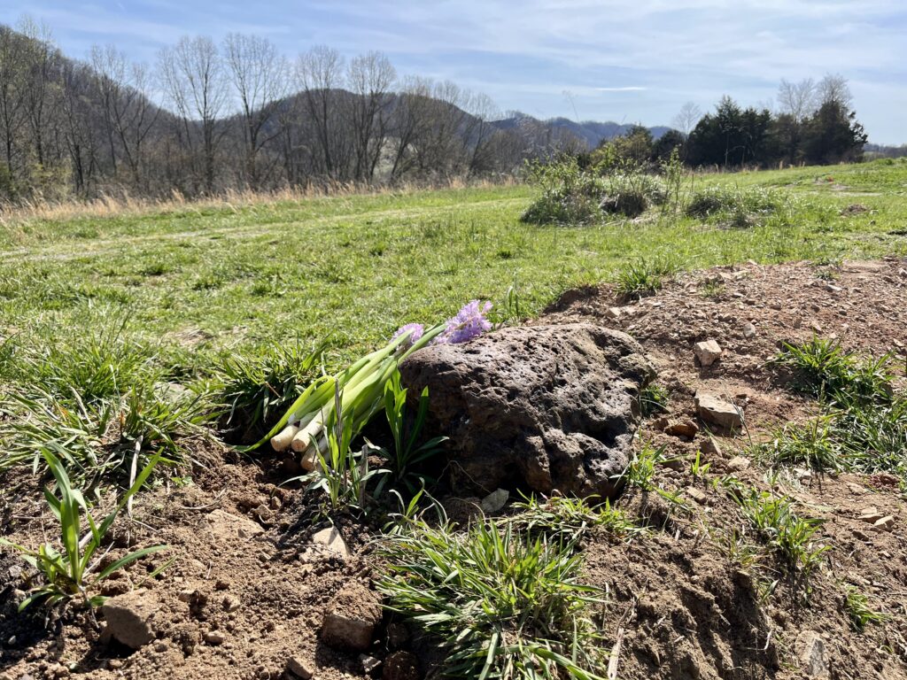 Uprooted dirt and flowers at Narrow Ridge. There are purple flowers tilted over on top of tilled over dirt at the site of the photo.