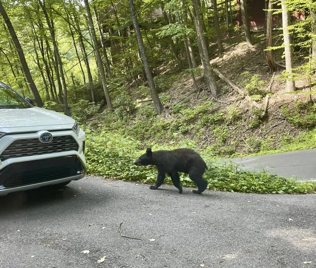 A small black bear approaches a car on a road surrounded by trees and green