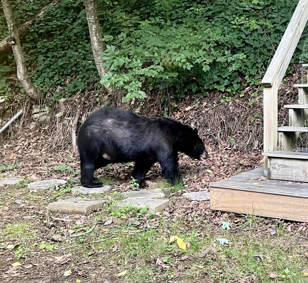 A black bear walks up a rocky path to a set of wooden stairs against a backdrop of green leaves and brown roots.