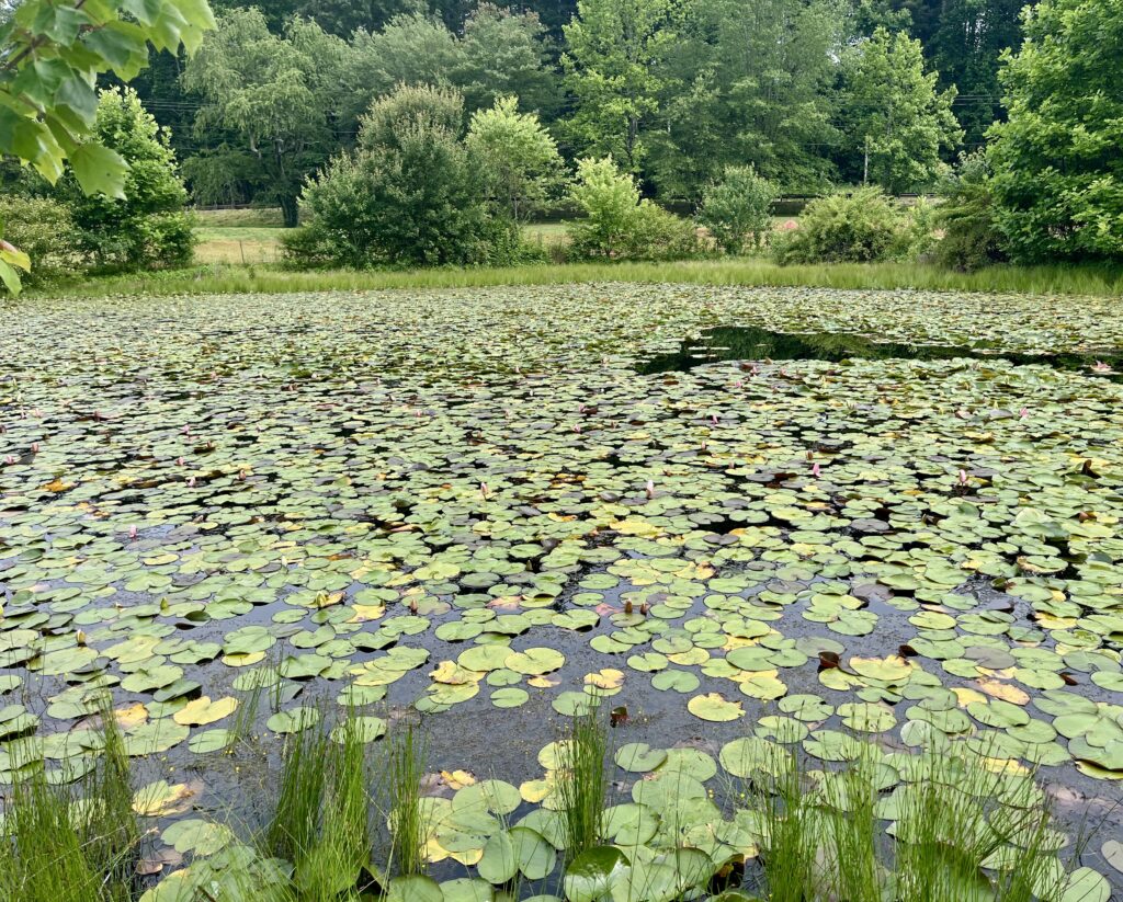 A pond is covered in green lily pads and other foliage. Large green trees can also be seen in the distance.